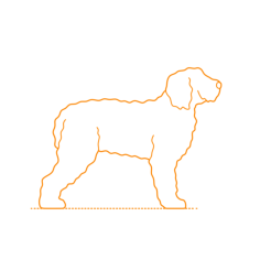 Animals Dogs Barbado Da Terceira Svg Line Art, Free Vectors File